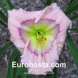 Hemerocallis Siloam David Kirchhoff