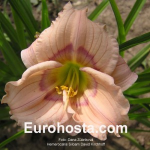 Hemerocallis Siloam David Kirchhoff - Eurohosta