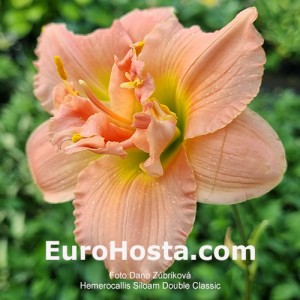 Hemerocallis Siloam Double Classic