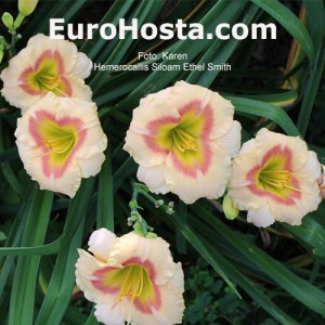 Hemerocallis Siloam Ethel Smith