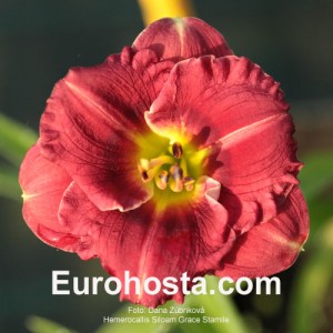 Hemerocallis Siloam Grace Stamile - Eurohosta