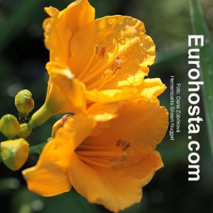 Hemerocallis Siloam Nugget - Eurohosta