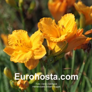 Hemerocallis Siloam Nugget - Eurohosta