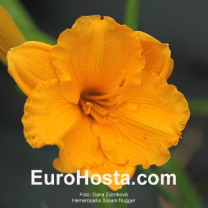 Hemerocallis Siloam Nugget - Eurohosta