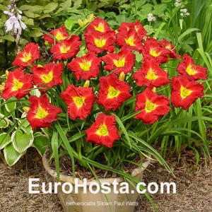 Hemerocallis Siloam Paul Watts - Eurohosta