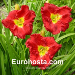 Hemerocallis Siloam Paul Watts - Eurohosta