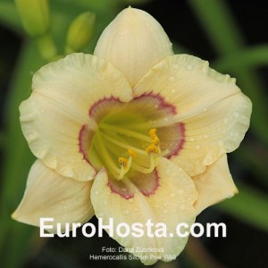 Hemerocallis Siloam Pee Wee - Eurohosta