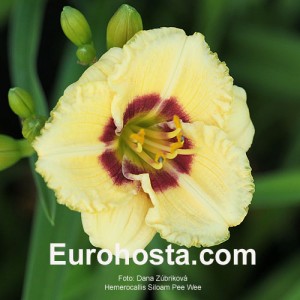 Hemerocallis Siloam Pee Wee - Eurohosta