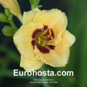 Hemerocallis Siloam Pee Wee - Eurohosta