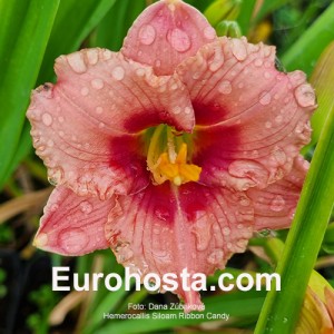 Hemerocallis Siloam Ribbon Candy