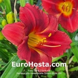 Hemerocallis Siloam Showgirl