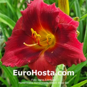 Hemerocallis Siloam Showgirl