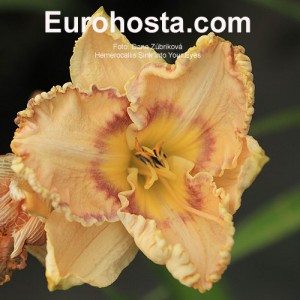 Hemerocallis Sink Into Your Eyes - Eurohosta