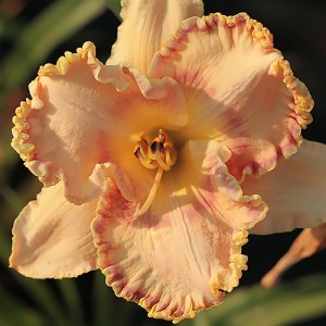 Hemerocallis Sink Into Your Eyes