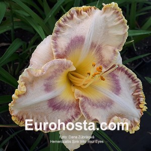 Hemerocallis Sink Into Your Eyes