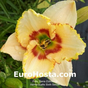 Hemerocallis Sixth Sense 