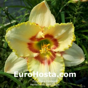 Hemerocallis Sixth Sense 