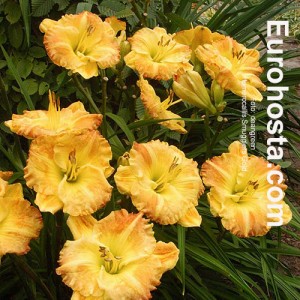 Hemerocallis Smugglers Gold 