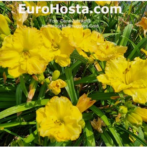 Hemerocallis Smugglers Gold 