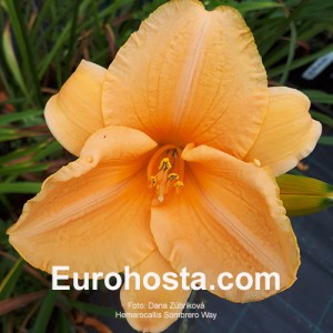 Hemerocallis Sombrero Way - Eurohosta