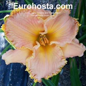 hemerocallis southern coral