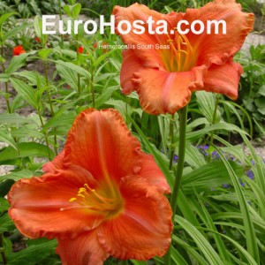 Hemerocallis South Seas - Eurohosta