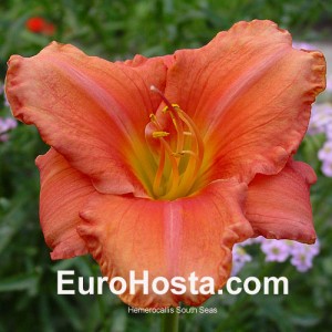 Hemerocallis South Seas - Eurohosta