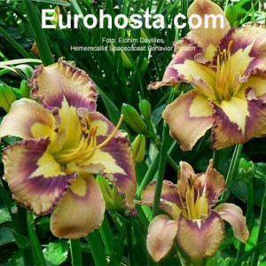 Hemerocallis Spacecoast Behavior Pattern