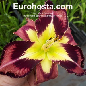 Hemerocallis Spacecoast Behavior Pattern