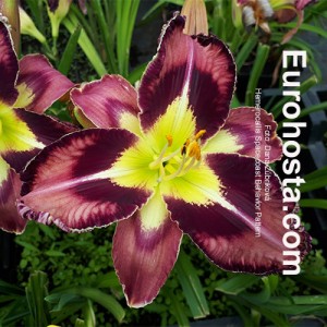 Hemerocallis Spacecoast Behavior Pattern