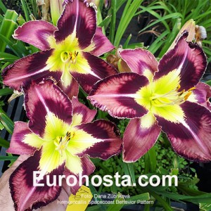 Hemerocallis Spacecoast Behavior Pattern