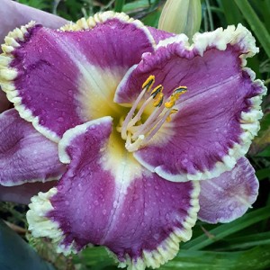 Hemerocallis Spacecoast Better Late