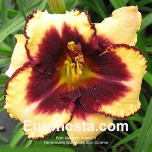 Hemerocallis Spacecoast Bold Scheme