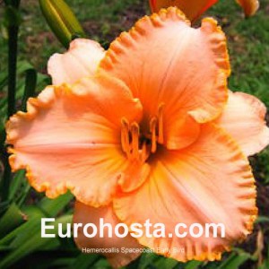 Hemerocallis Spacecoast Early Bird