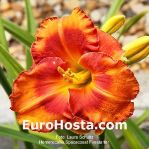 Hemerocallis Spacecoast Firestarter