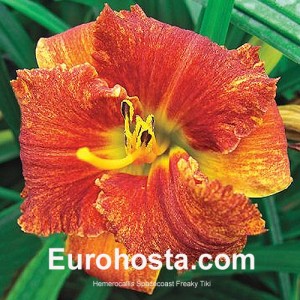 Hemerocallis Spacecoast Freaky Tiki - Eurohosta