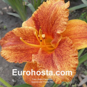 Hemerocallis Spacecoast Freaky Tiki 