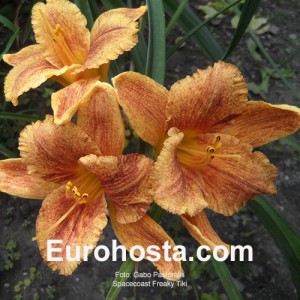 Hemerocallis Spacecoast Freaky Tiki - Eurohosta