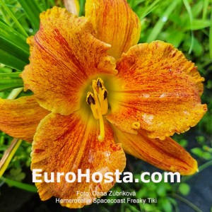 Hemerocallis Spacecoast Freaky Tiki 