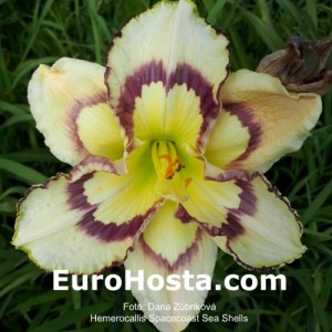 Hemerocallis Spacecoast Sea Shells