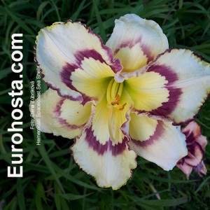 Hemerocallis Spacecoast Sea Shells