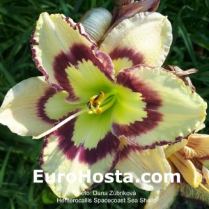 Hemerocallis Spacecoast Sea Shells