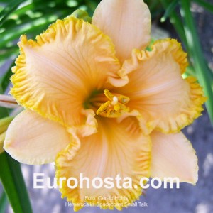 Hemerocallis Spacecoast Small Talk