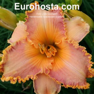 Hemerocallis Spacecoast Starburst 