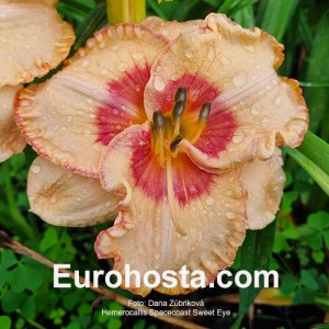 Hemerocallis Spacecoast Sweet Eye