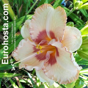 Hemerocallis Spacecoast Sweet Eye