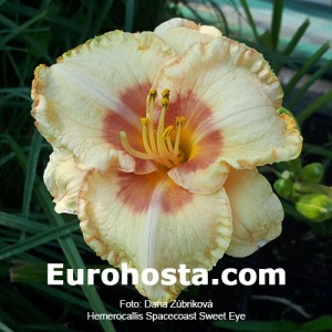 Hemerocallis Spacecoast Sweet Eye