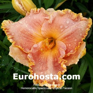 Hemerocallis Spacecoast Tropical Passion