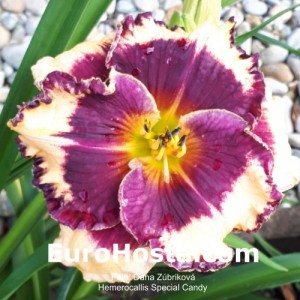 Hemerocallis Special Candy 