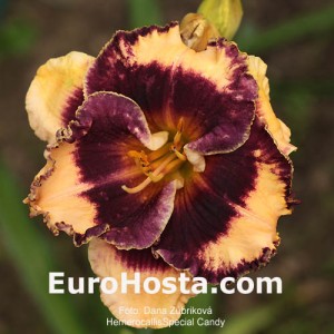 Hemerocallis Special Candy - Eurohosta